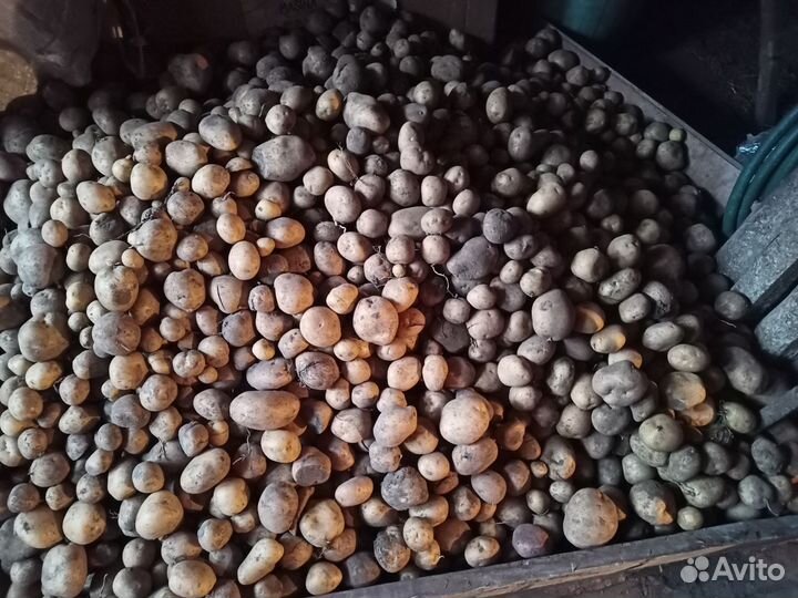 Картофель Сантэ