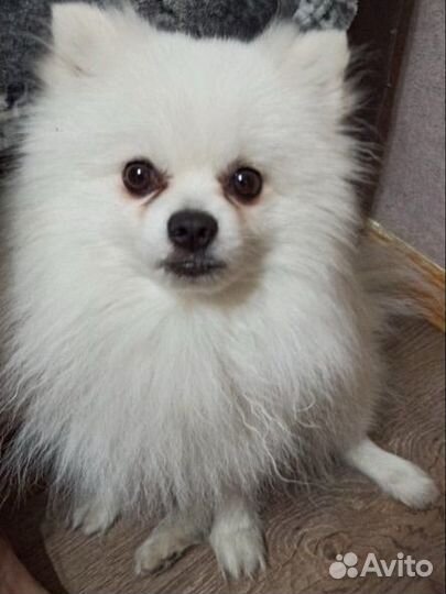 Щенки шпица