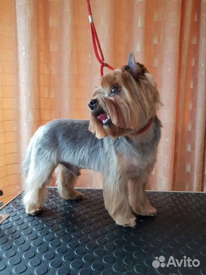 Йоркширский терьер вязка мальчик стандарт