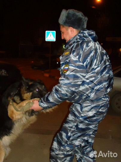 Дрессировка собак