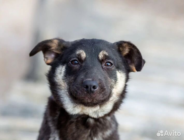 Щенок в добрые руки