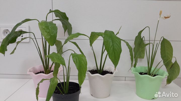 Спатифиллум