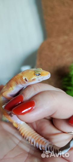 Эублефар TA G-pro