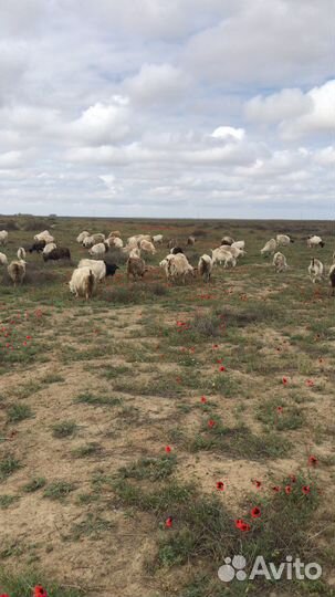 Коза с козлятами