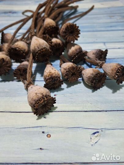 Декор,сухоцветы