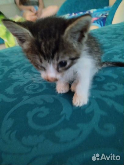 Котята в дар