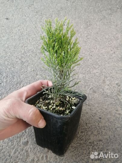 Туя смарагд