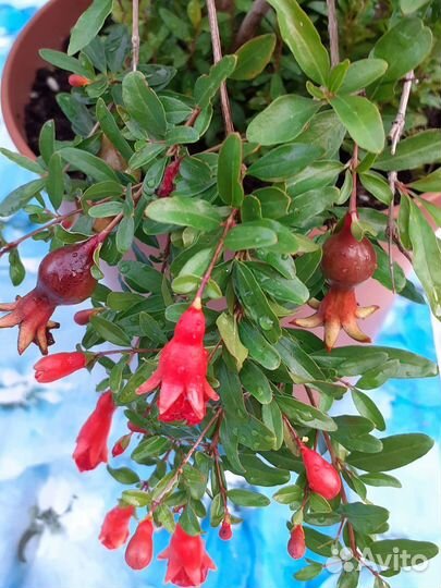 Гранат комнатный