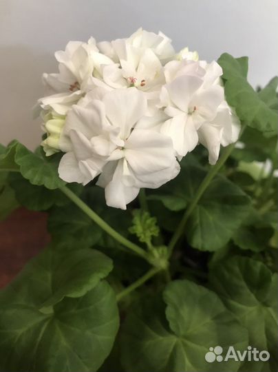 Пеларгония герань Dovepoint