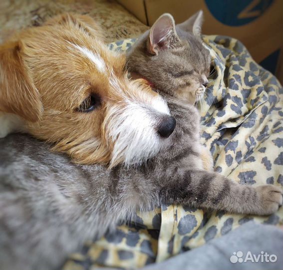 Зоогостиница