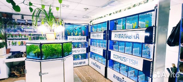 Огромный ассортимент аквариумных рыбок в Луганске