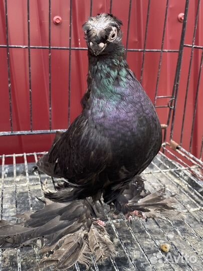 Голуби Узбекские двухчубве