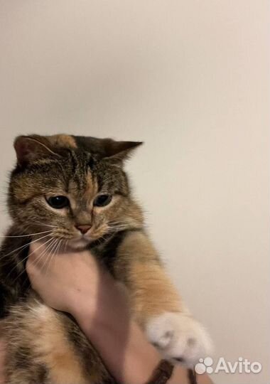 Кошка в добрые руки