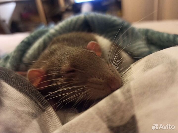 Передержка грызунов, собак