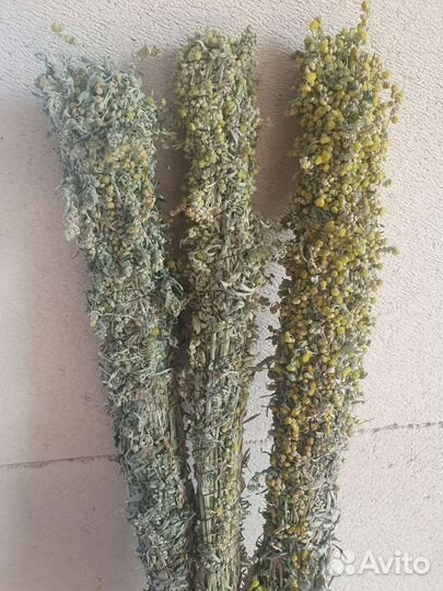 Полынь горькая