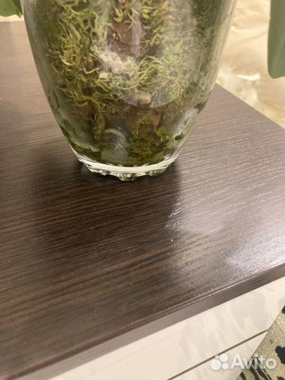 Орхидея ароматная редкая