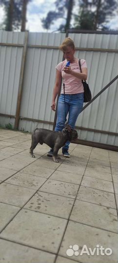 Вязка с лиловым Чемпионом