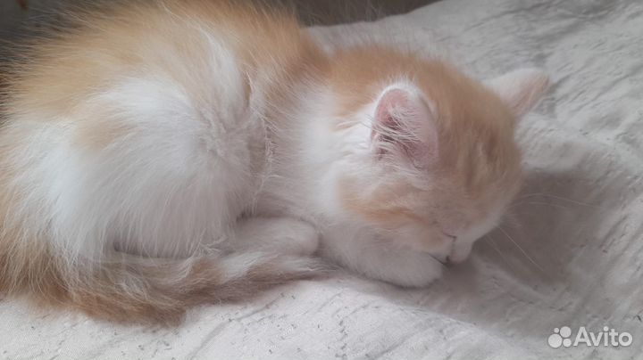 Рыжий котик