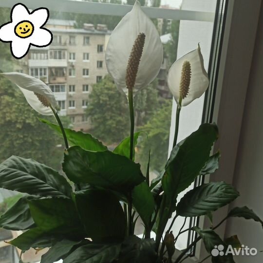 Спатифиллум