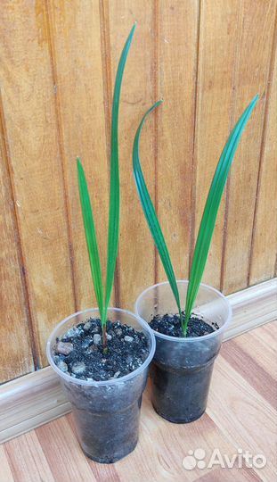 Финиковая пальма