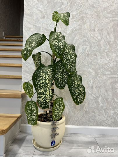 Диффенбахия