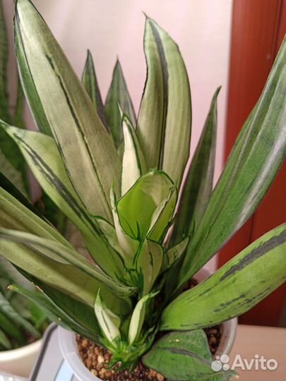 Сансевиерия муншайн бразилиан