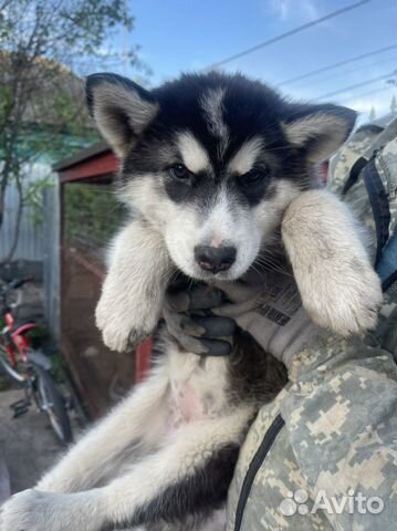 Аляскинский маламут щенки купить в Кушнаренково  объявление продам