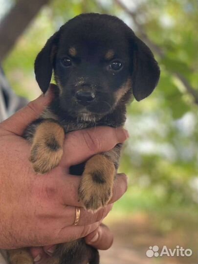 Собака, щенки