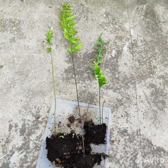 Папоротник Полиподиум