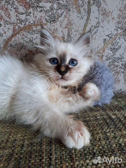 Котенок редкой породы