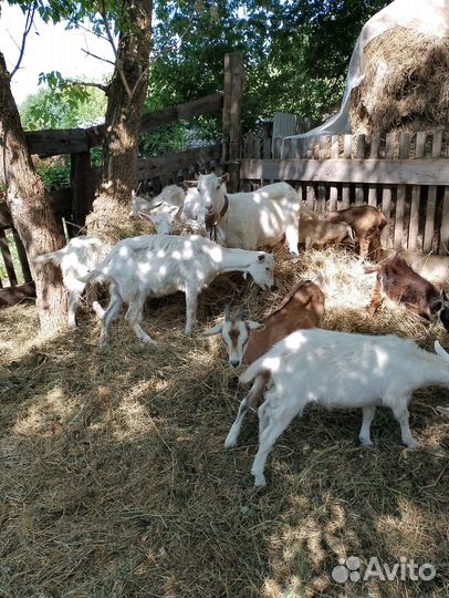 Коза и овцы