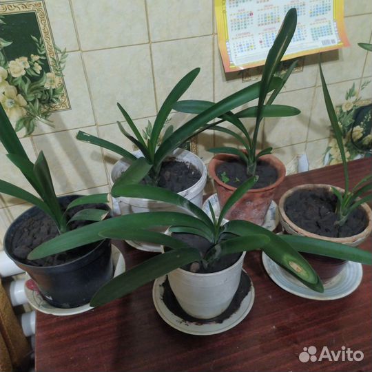 Цветы Кливия