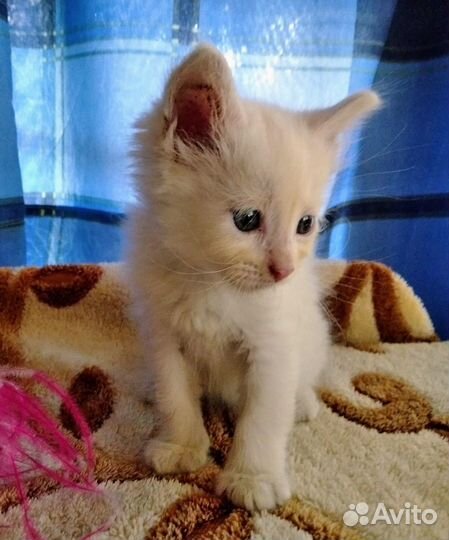 Замечательные котята, 3 мес