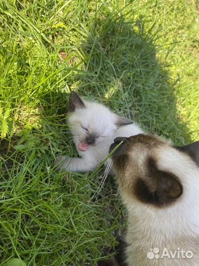 Тайские котята