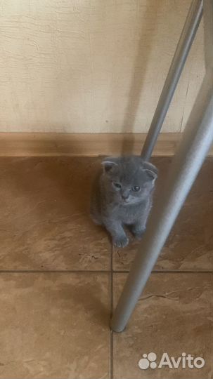 Шотландская вислоухая котята