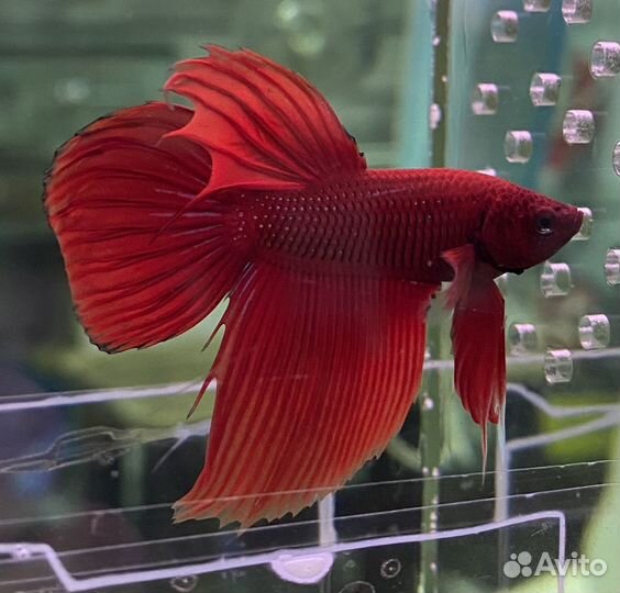 Аквариумные рыбки петушок вуалевый красный, синий