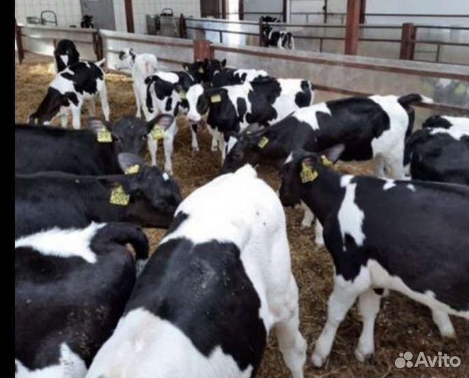 Телята бычки