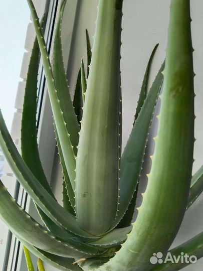Алоэ вера миллер барбаденсис 6-летний