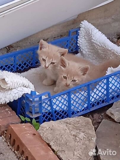 Котята в добрые руки бесплатно