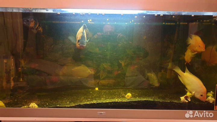 Аквариум