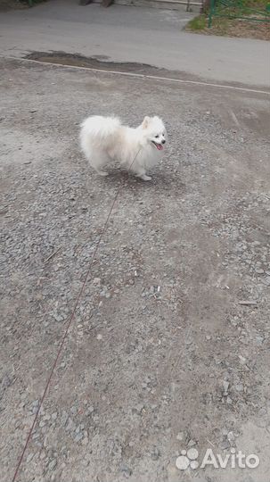 Продаётся собака