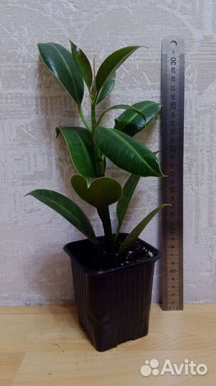 Фикус Эластика