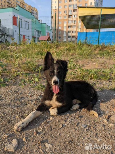 Собака в добрые руки