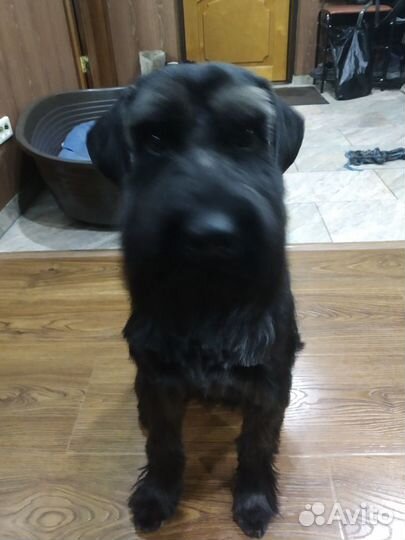 Миттельшнауцер