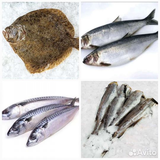 Рыба с/м. Камбала, минтай, скумбрия, сельдь