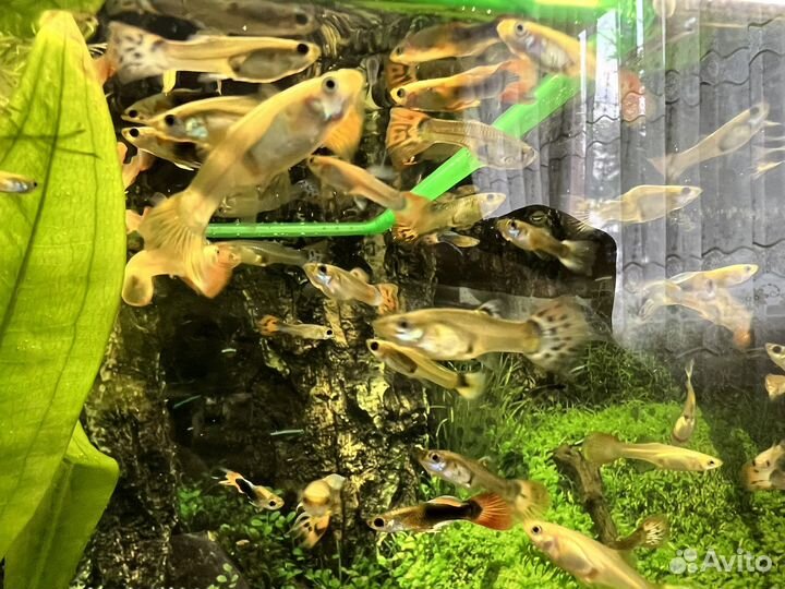 Аквариумные рыбки гуппи