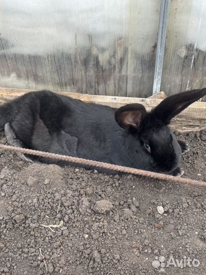 Кролики мясных пород