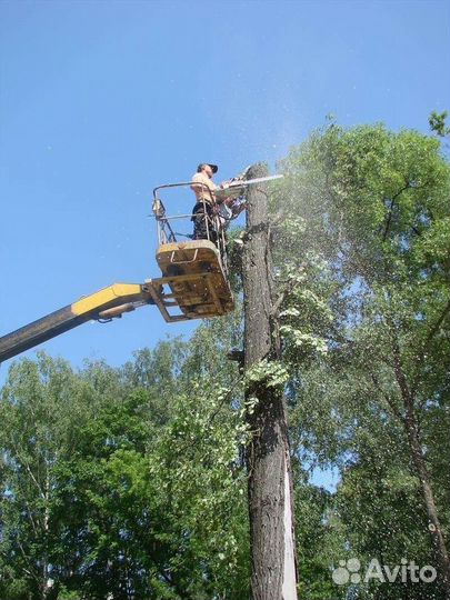 Спил деревьев