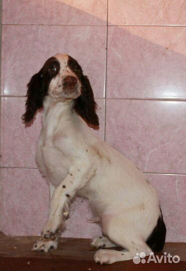 Английский Спрингер Спаниель