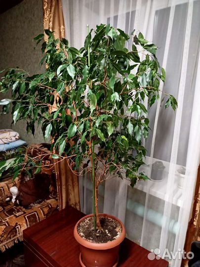 Фикус бенджамина